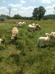 Happy little lambs