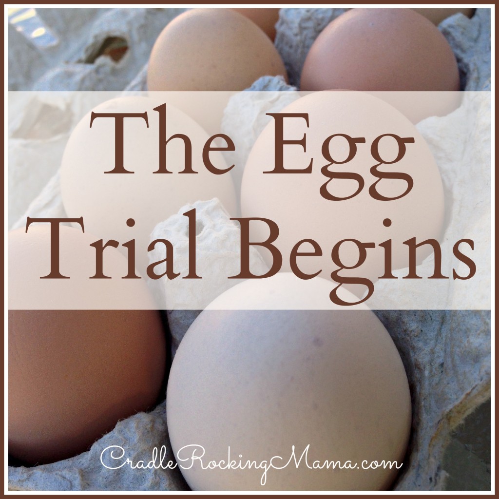 The Egg Trial Begins CradleRockingMama.com