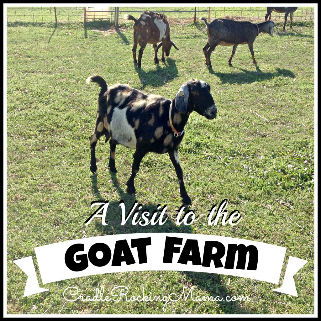 A Visit to the Goat Farm CradleRockingMama.com