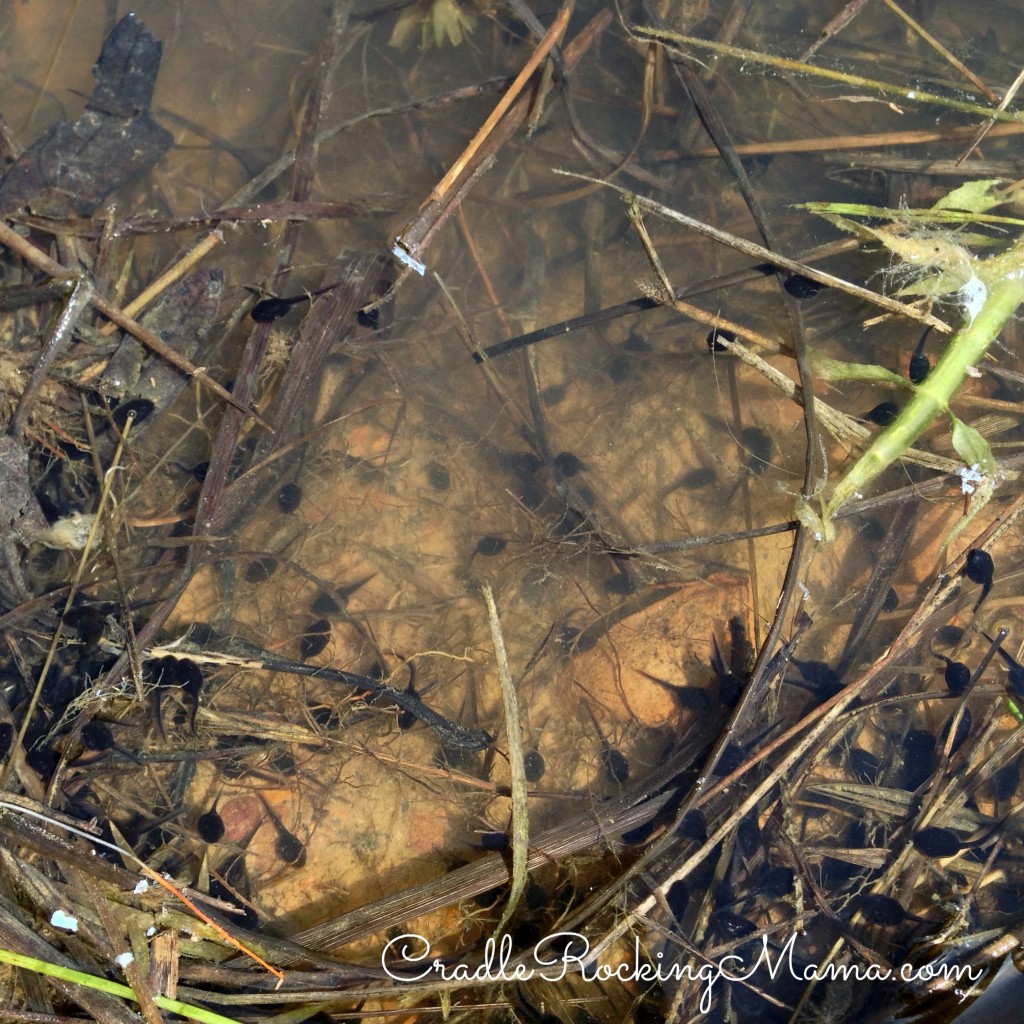 Jed found tadpoles CradleRockingMama.com