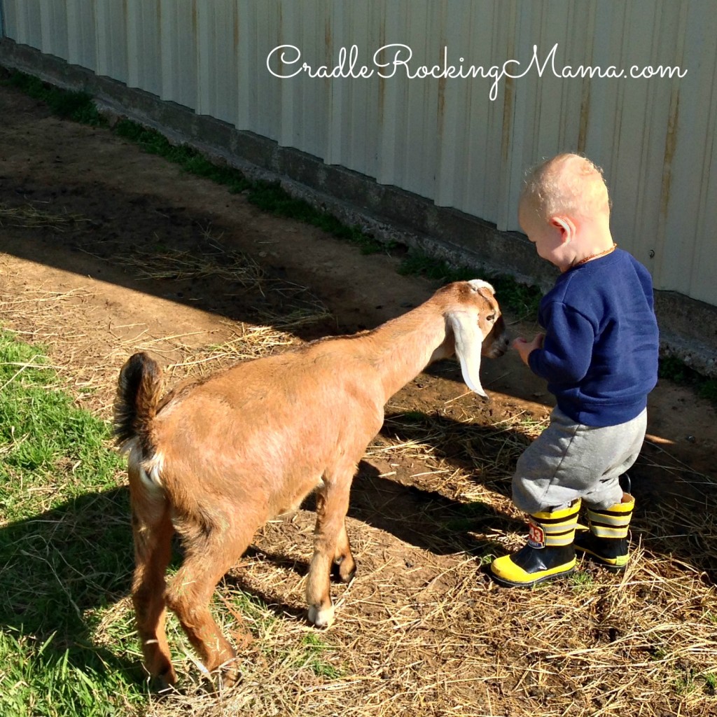 Zac pets a goat CradleRockingMama.com