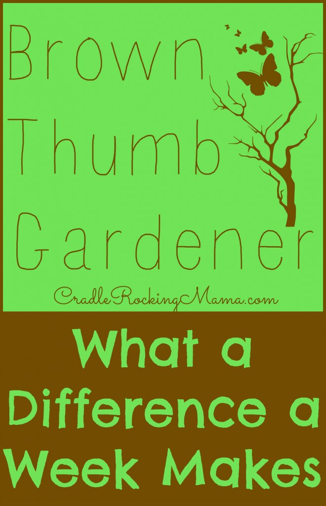 Brown Thumb Gardener - What a Difference a Week Makes CradleRockingMama.com