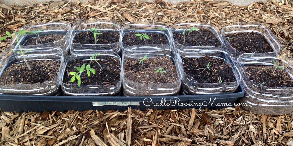 Amish Paste Tomato Seedlings CradleRockingMama.com