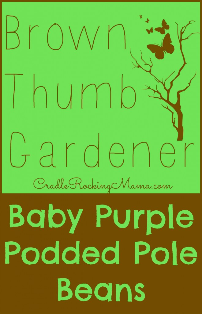 Brown Thumb Gardener - Baby Purple Podded Pole Beans CradleRockingMama.com