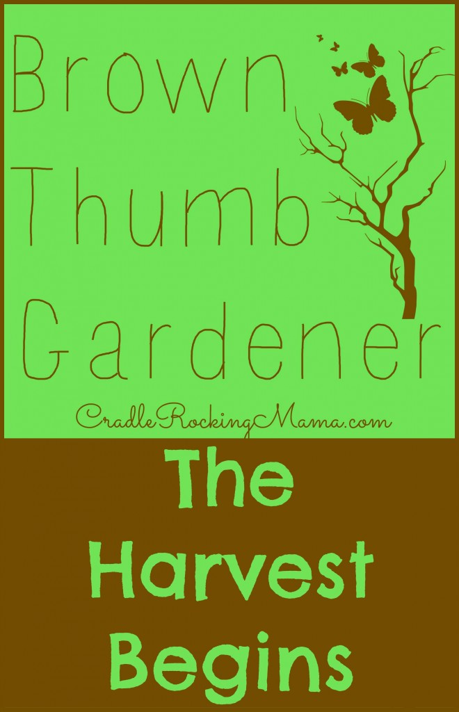 Brown Thumb Gardener - The Harvest Begins CradleRockingMama.com