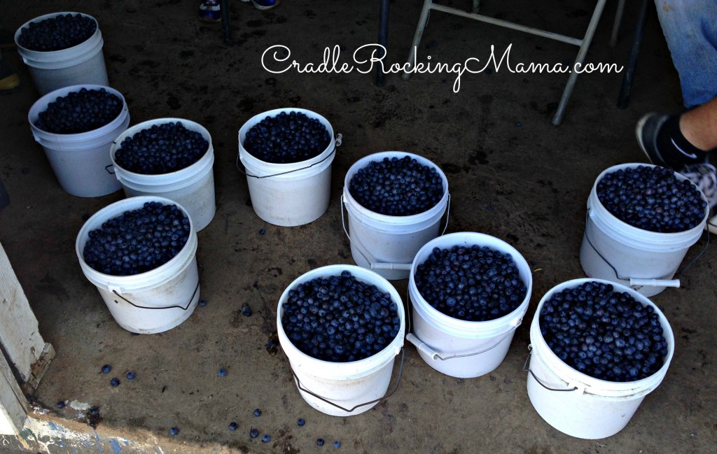 Get a ton of blueberries CradleRockingMama.com