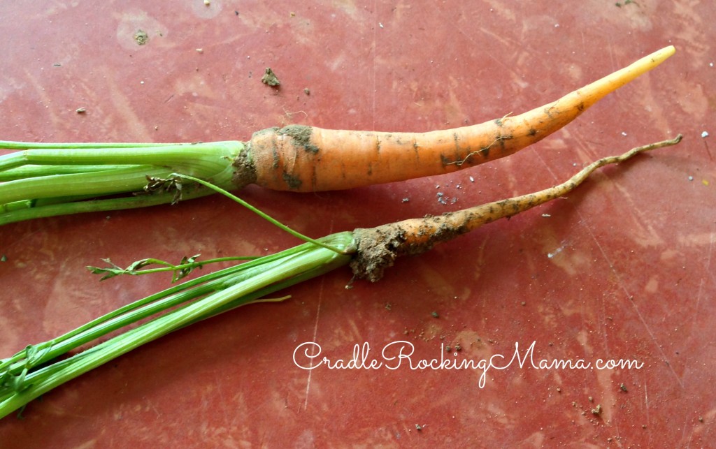 Jed Helped Harvest Carrots on July 7th CradleRockingMama.com