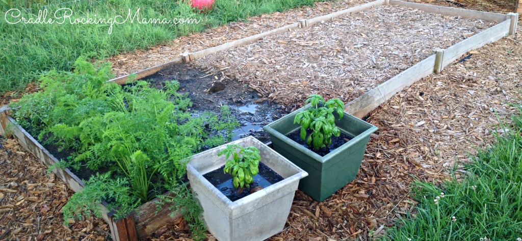 Raised bed and carrots CradleRockingMama.com