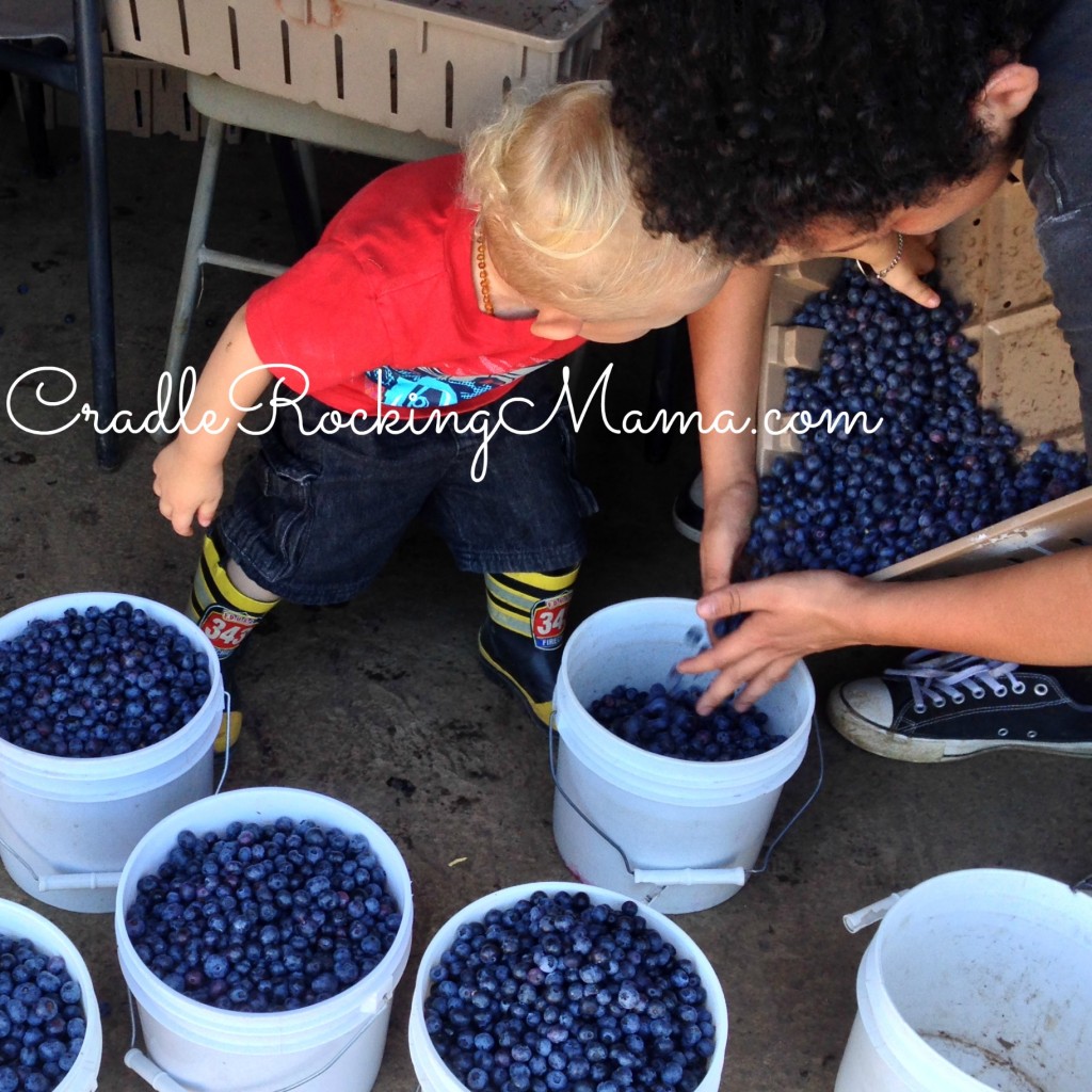 Zac helping with Blueberries CradleRockingMama.com