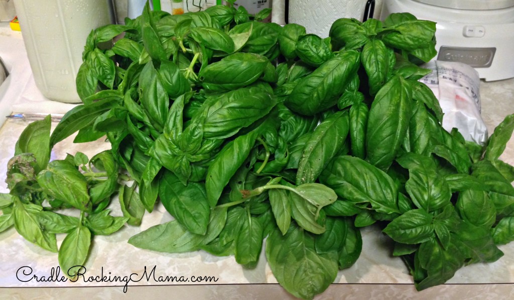 A huge bunch of Basil CradleRockingMama.com