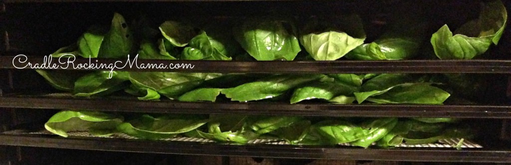 Basil on the dehydrator trays CradleRockingMama.com