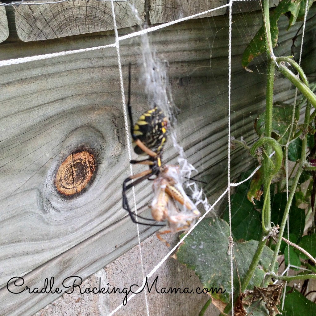 Garden Spider CradleRockingMama.com