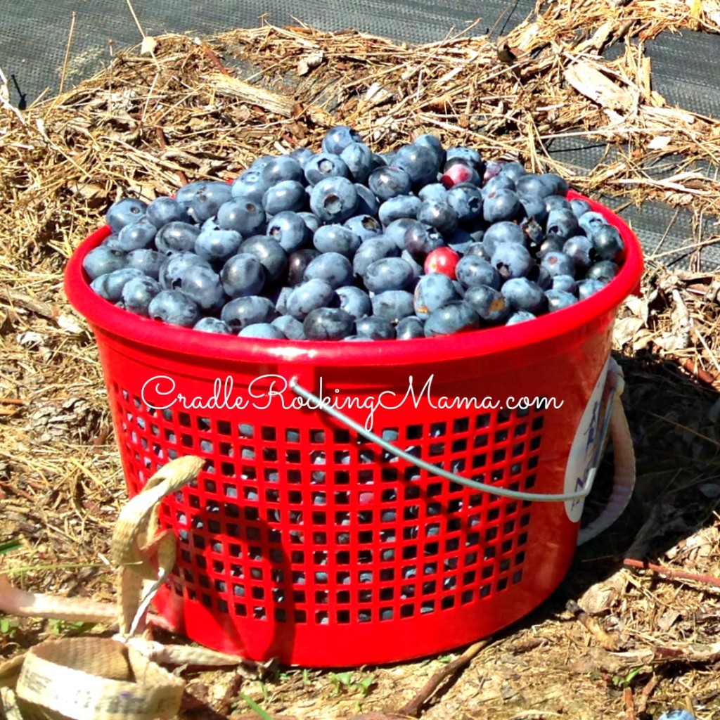 Bg Bucket of Blueberries CradleRockingMama.com