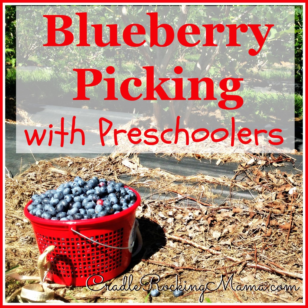 Blueberry Picking with Preschoolers CradleRockingMama.com