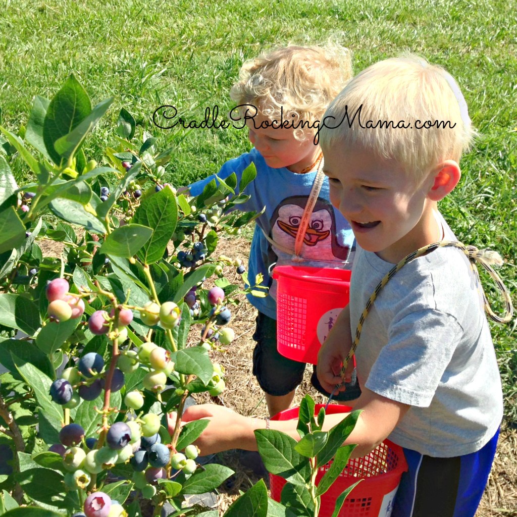 Boys Picking Blueberries CradleRockingMama.com