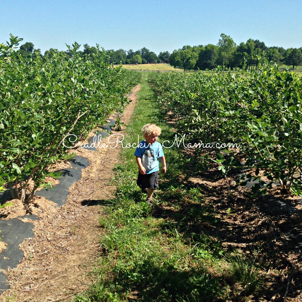 Wandering the Blueberry Patch CradleRockingMama.com