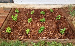 Brown Thumb Gardener What A Difference A Week Makes